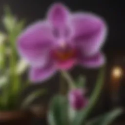 A vibrant orchid in full bloom, showcasing its stunning colors and intricate petals.