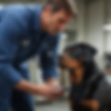 Veterinarian Health Check A veterinarian conducting a health check on a Rottweiler