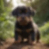 A Rottweiler puppy playing in a lush garden