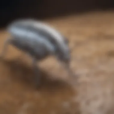 Close-up view of a silverfish insect on a surface