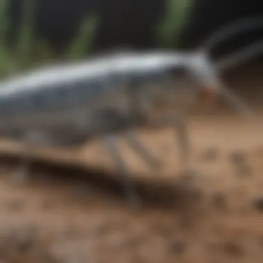 Lifecycle of Silverfish Diagram highlighting the life cycle of silverfish