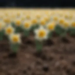 Close-up view of small daffodil bulbs ready for planting