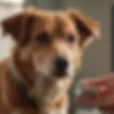 A close-up of a dog receiving a vaccination at a veterinary clinic.