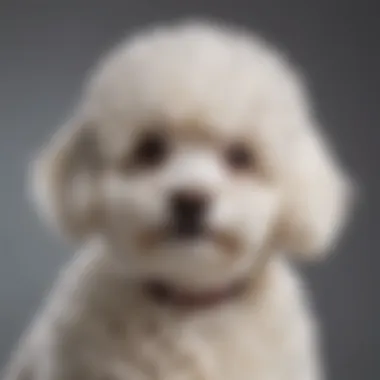 Fluffy Coat of the Bichon-Poodle Cross Close-up of the Bichon-Poodle cross showcasing its fluffy coat