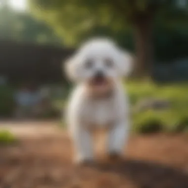 Outdoor Playtime for the Bichon-Poodle Cross A Bichon-Poodle cross enjoying outdoor playtime