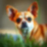 Understanding the Cost of Owning a Chihuahua: A Comprehensive Guide Introduction
