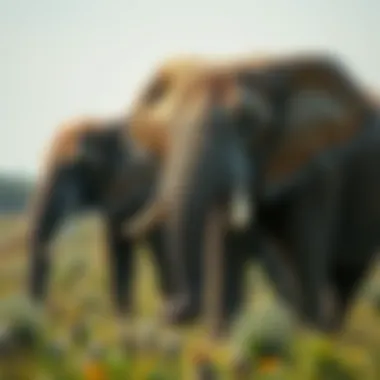 Notable Understanding the Diet of African Elephants Notable Understanding the Diet of African Elephants