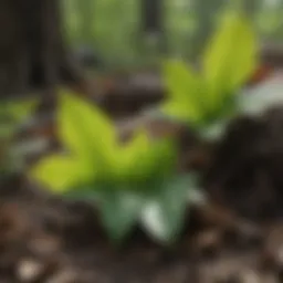 A close-up of poison ivy leaves in a natural setting