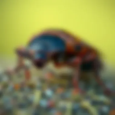 Notable Understanding the Natural Predators of Bed Bugs Notable Understanding the Natural Predators of Bed Bugs