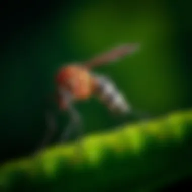 Notable Understanding the Nocturnal Behavior of Mosquitoes
