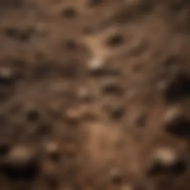 A close-up of dirt with paw prints
