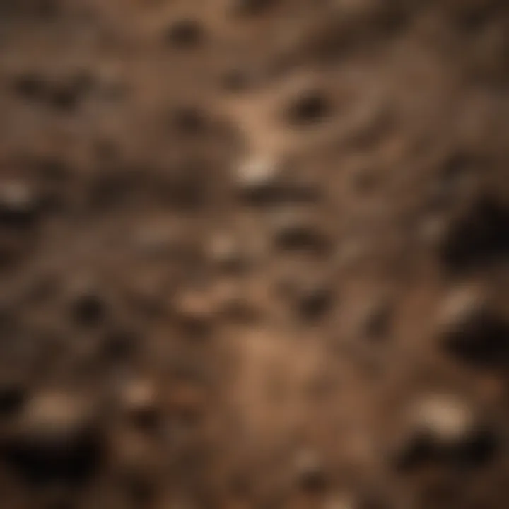 A close-up of dirt with paw prints