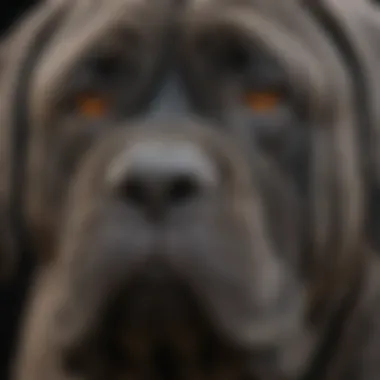 Unique Facial Features of Neapolitan Mastiff Close-up of Neapolitan Mastiff's unique facial features