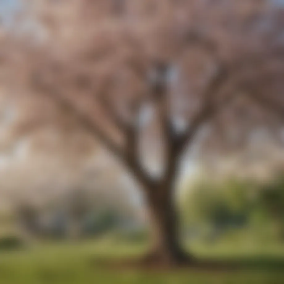 A flourishing self-fertilizing cherry tree in full bloom