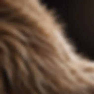 Close-up of fur being removed with a shedding blade