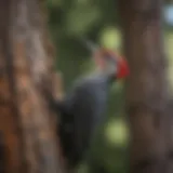 A majestic pileated woodpecker perched on a tree trunk, showcasing its striking red crest and bold black and white plumage.