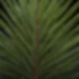 Close-up of a spiky palm-like plant showcasing its unique leaf structure