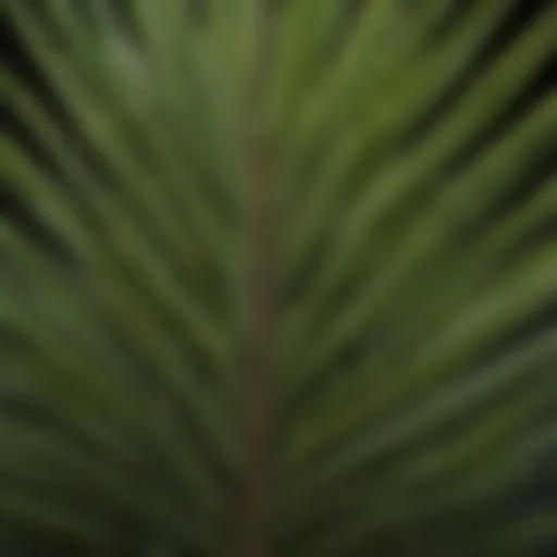 Close-up of a spiky palm-like plant showcasing its unique leaf structure