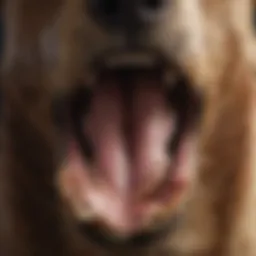 A close-up of a dog's mouth open in a bark, showcasing vocal cords