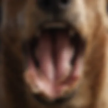 A close-up of a dog's mouth open in a bark, showcasing vocal cords