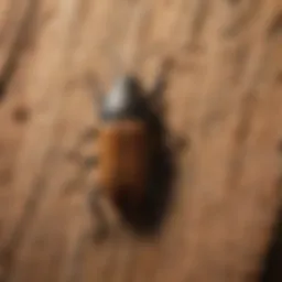 Close-up of a woodworm beetle on wood