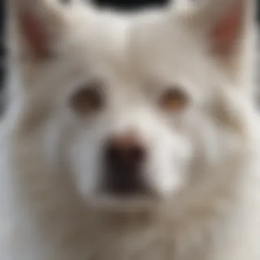 Close-up of a white male dog with expressive eyes and fluffy fur