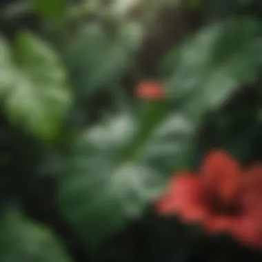 A close-up view of hibiscus leaves highlighting their lush green texture.