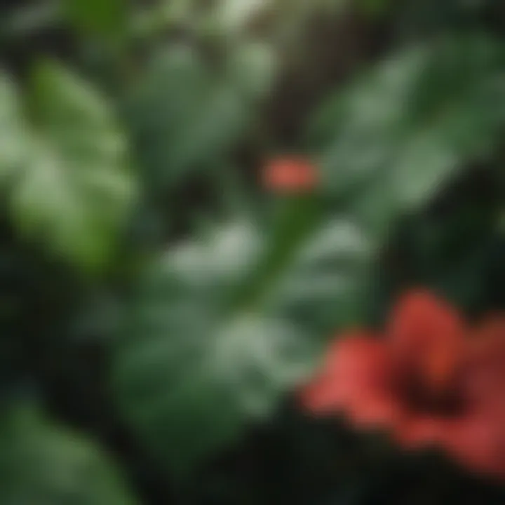 A close-up view of hibiscus leaves highlighting their lush green texture.