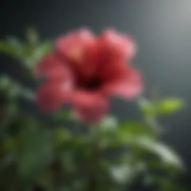 An array of different hibiscus species illustrating their diversity.