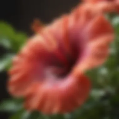 Vibrant hibiscus flower in full bloom showcasing its unique petals and colors.