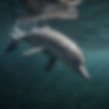 An Amazon river dolphin swimming in clear waters