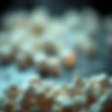 Chemical Composition of Mothballs Chemical structure of mothball compounds