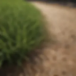 A lush zoysia grass lawn thriving in dry conditions